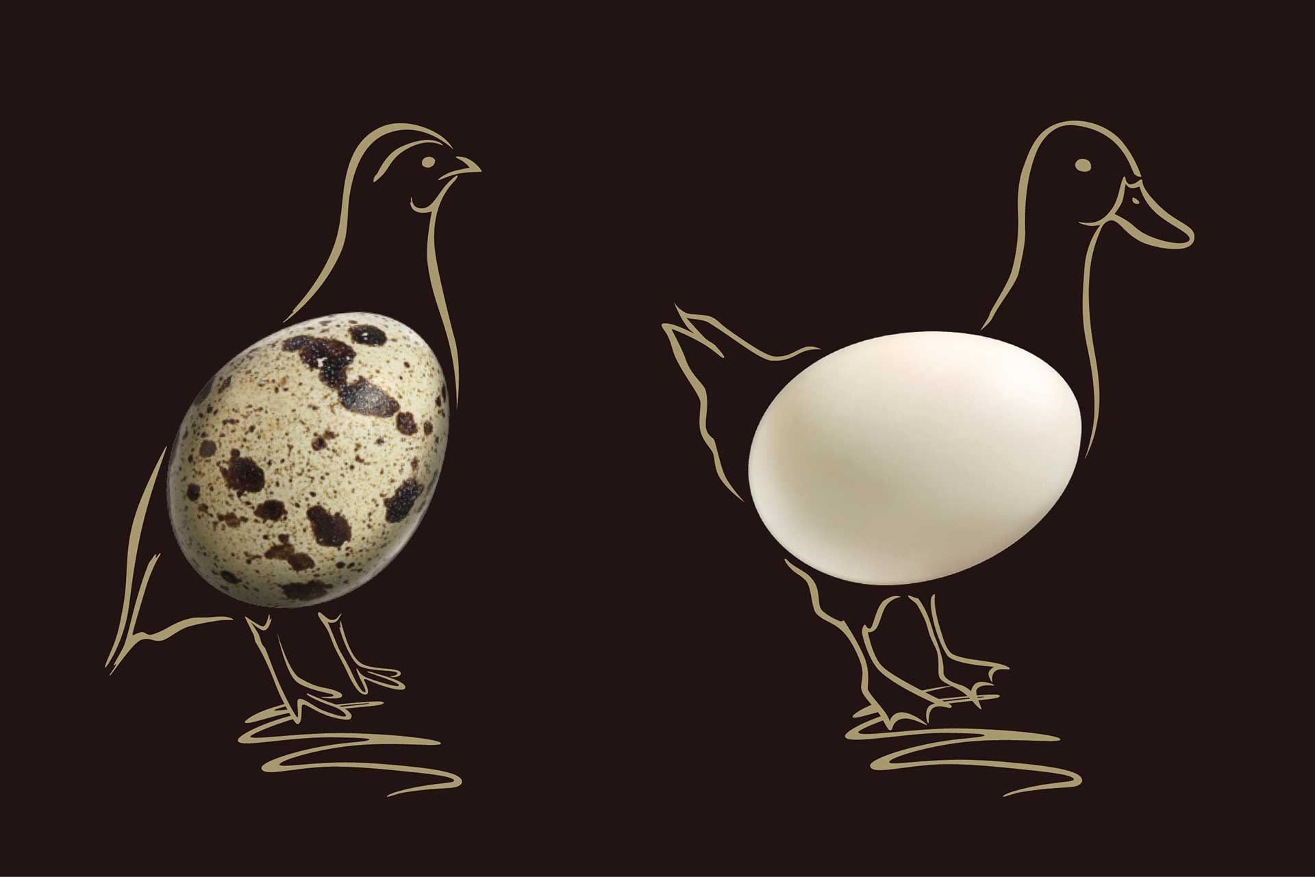 高质量蛋类产品创意展示